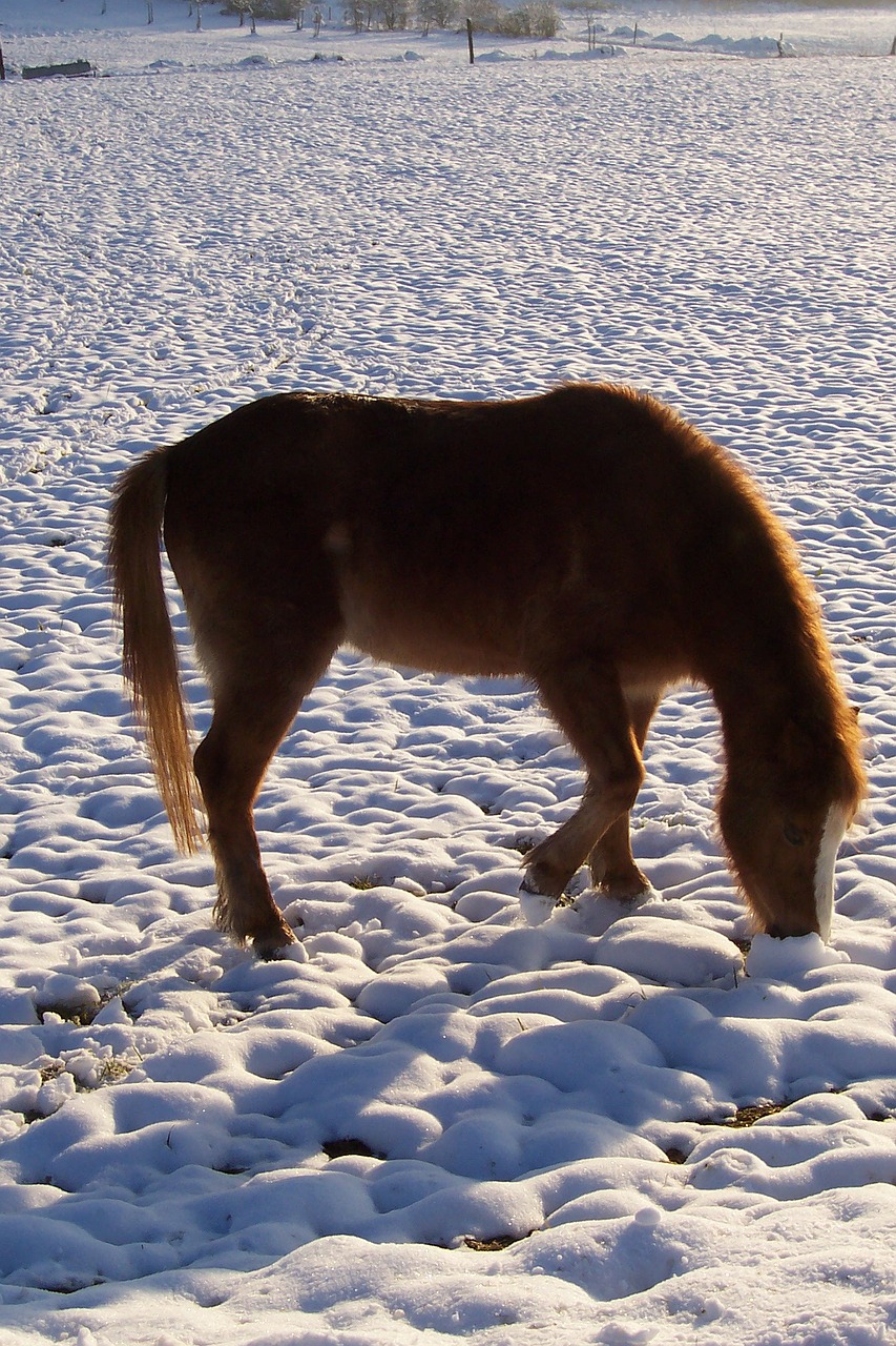 Ponis Arklys Ziema Sniegas Nemokamos Nuotraukos Nemokamos Nuotraukos Mediakatalogas Lt