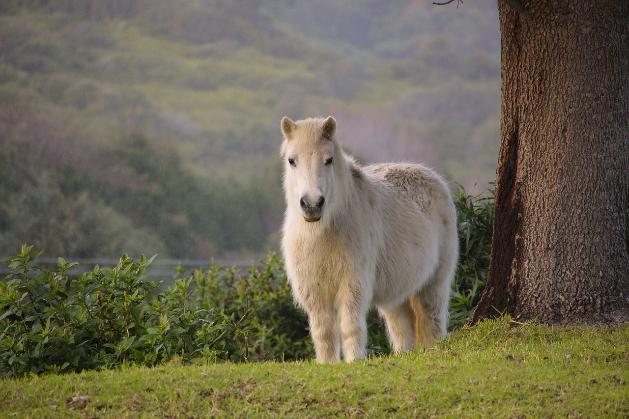 Ponis, Balta, Gamta, Arklys, Žalias, Nemokamos Nuotraukos,  Nemokama Licenzija