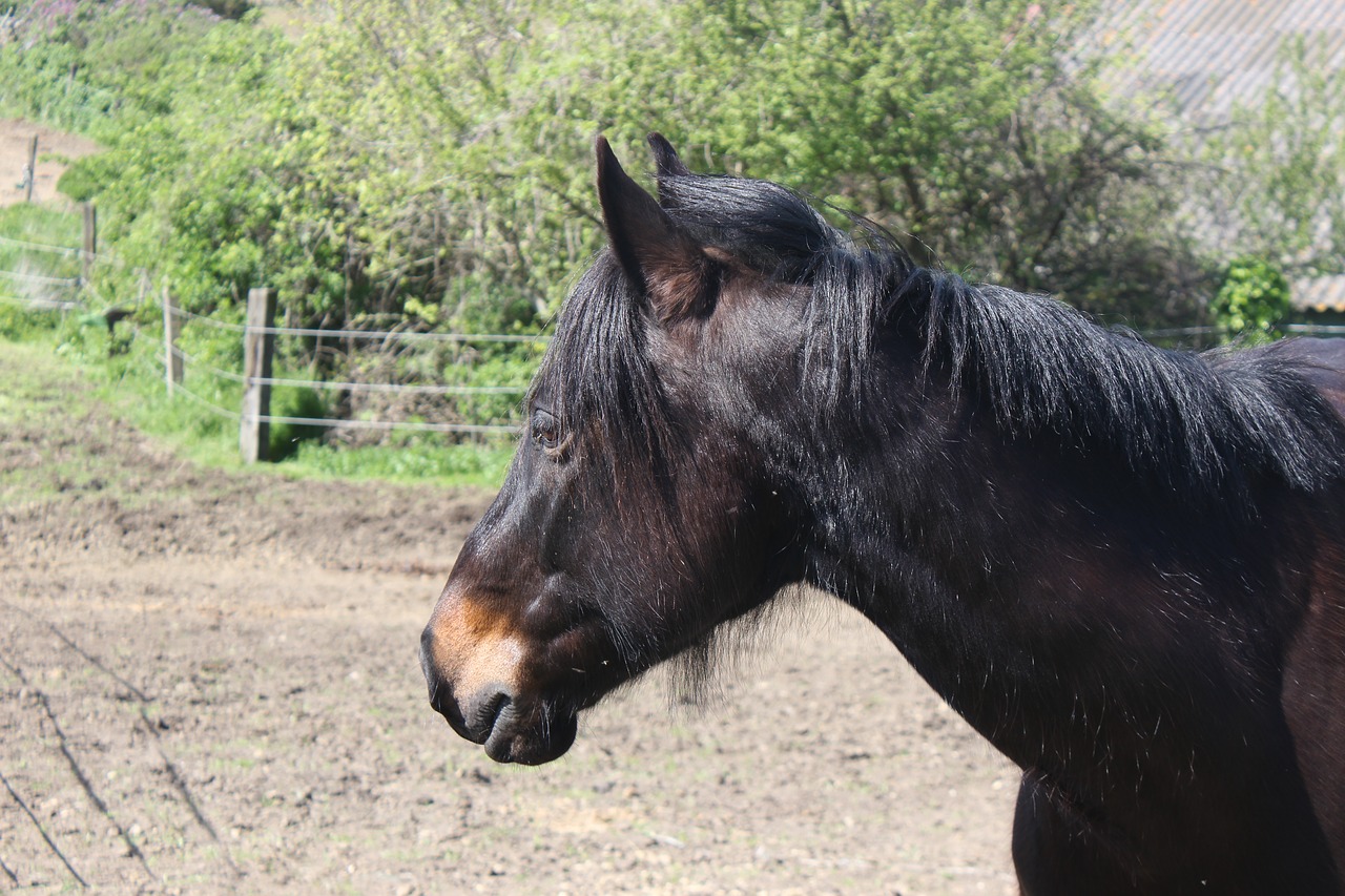 Ponis, Arklys, Jodinėjimas Arkliu, Pech David, Toulouse, Mažas Arklys, Arkliai, Petit, Gyvūnai, Gyvūnas