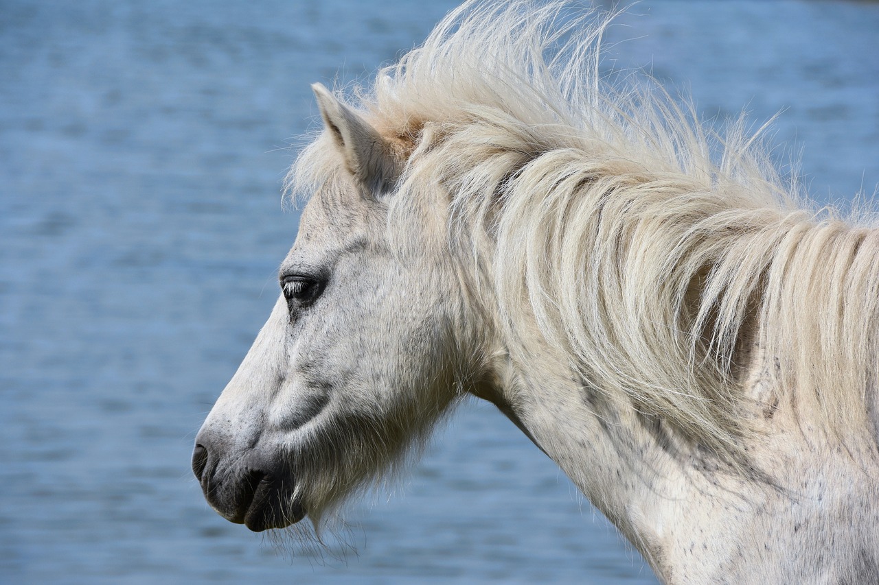 Ponis, Jūra, Vėjas, Nemokamos Nuotraukos,  Nemokama Licenzija