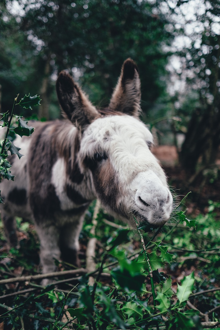 Ponis, Žalias, Žolė, Gyvūnas, Lauke, Gamta, Nemokamos Nuotraukos,  Nemokama Licenzija