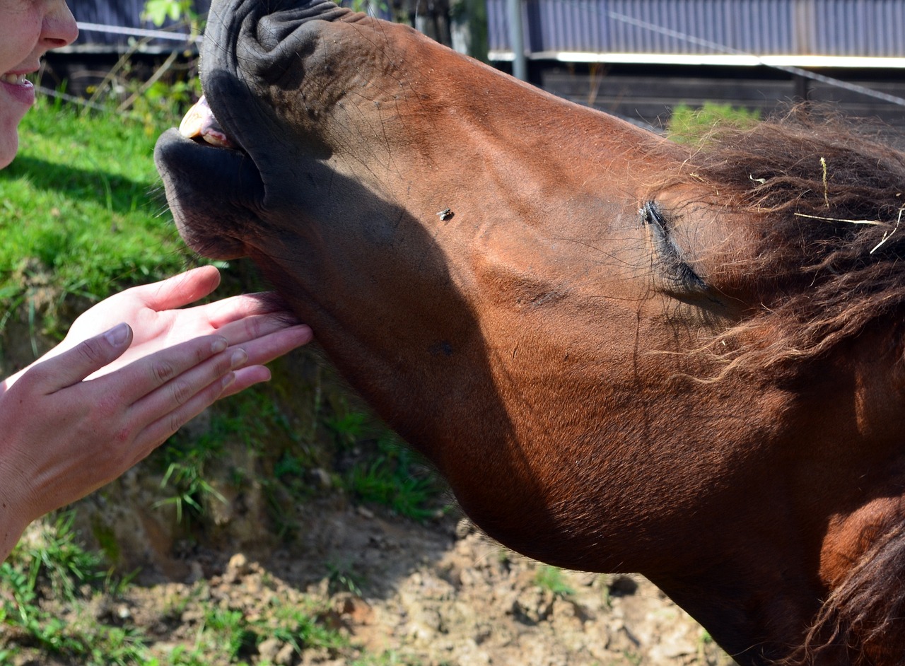 Ponis, Arklys, Išdrįsti, Mažas Arklys, Pferdeportrait, Arklio Galva, Arklio Galvos, Laukinės Gamtos Fotografija, Gyvūnų Portretai, Makro