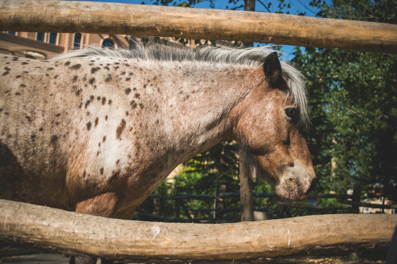 Ponis, Gyvūnai, Gamta, Arklys, Nemokamos Nuotraukos,  Nemokama Licenzija