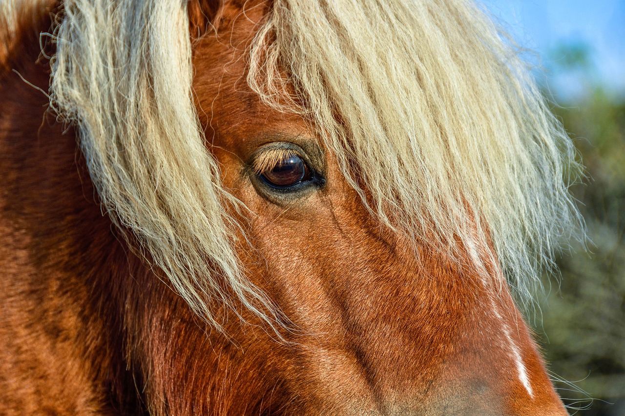 Ponis, Arklys, Gyvūnas, Shetland Ponis, Arklio Galva, Pferdeportrait, Galva, Ruda, Plaukai, Uždaryti