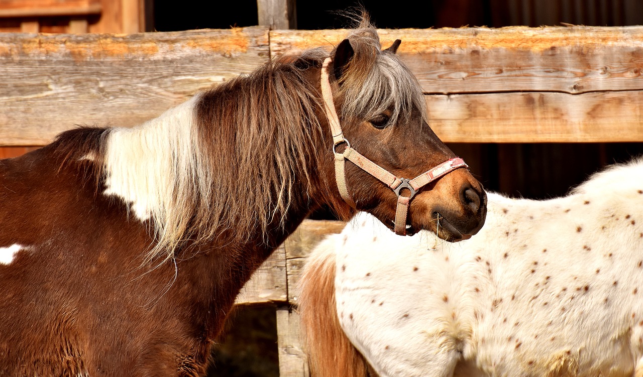 Ponis, Arklys, Ruda, Mielas, Gyvūnas, Gamta, Jūrų Pėstininkai, Geras Aiderbichl, Laukinės Gamtos Fotografija, Nemokamos Nuotraukos