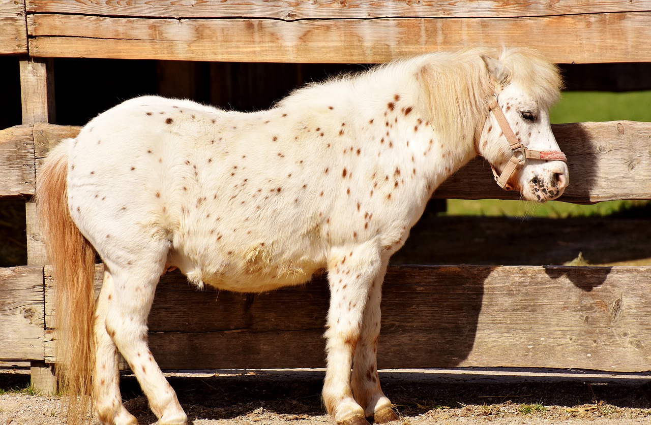 Ponis, Arklys, Ruda, Mielas, Gyvūnas, Gamta, Jūrų Pėstininkai, Geras Aiderbichl, Laukinės Gamtos Fotografija, Nemokamos Nuotraukos