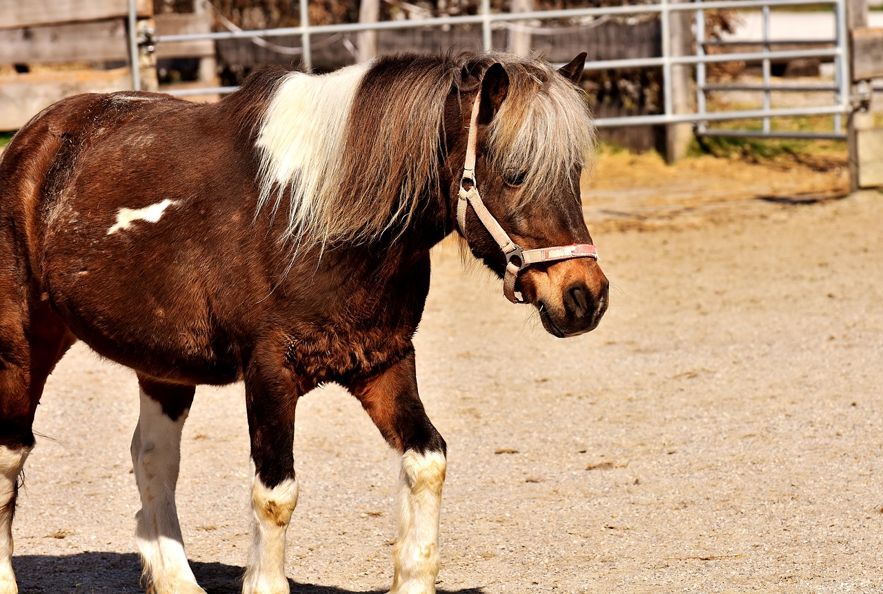 Ponis, Arklys, Ruda, Mielas, Gyvūnas, Gamta, Jūrų Pėstininkai, Geras Aiderbichl, Laukinės Gamtos Fotografija, Nemokamos Nuotraukos