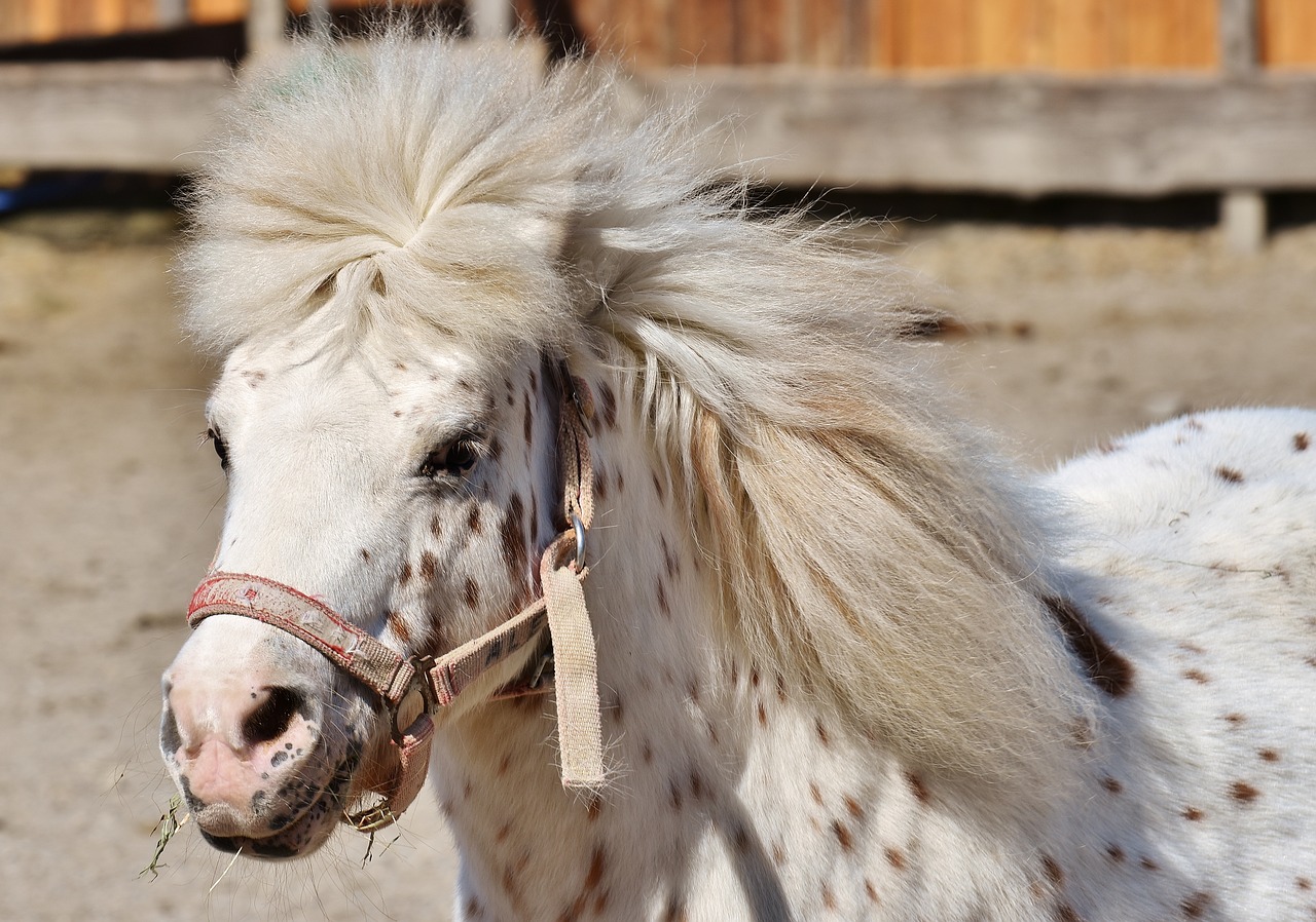 Ponis, Arklys, Mielas, Gyvūnas, Juokinga, Gamta, Jūrų Pėstininkai, Žaisti, Žiurkė, Saldus