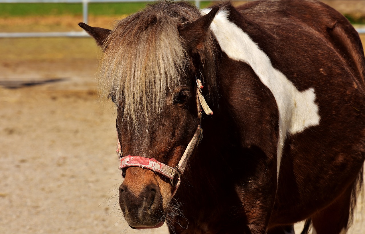 Ponis, Arklys, Ruda, Mielas, Gyvūnas, Gamta, Jūrų Pėstininkai, Geras Aiderbichl, Laukinės Gamtos Fotografija, Komercinio Naudojimo Atveju