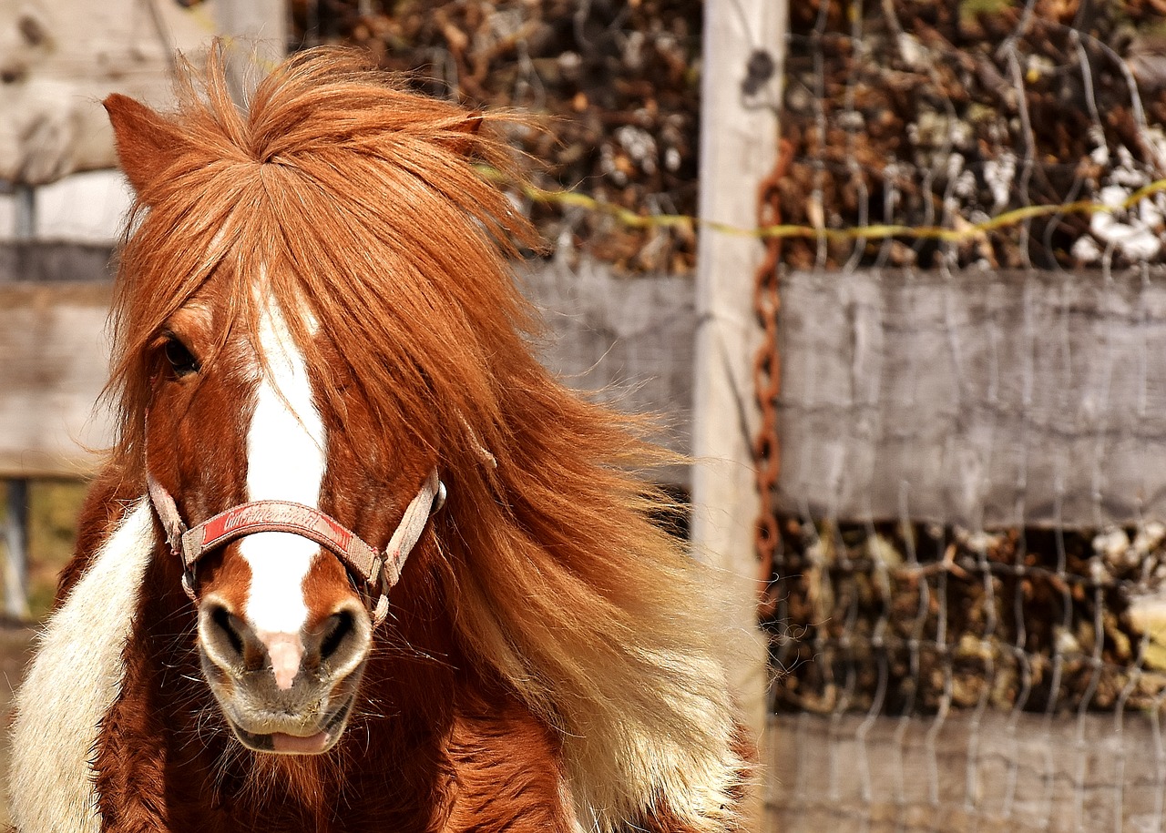 Ponis, Arklys, Mielas, Gyvūnas, Juokinga, Gamta, Jūrų Pėstininkai, Žaisti, Žiurkė, Saldus