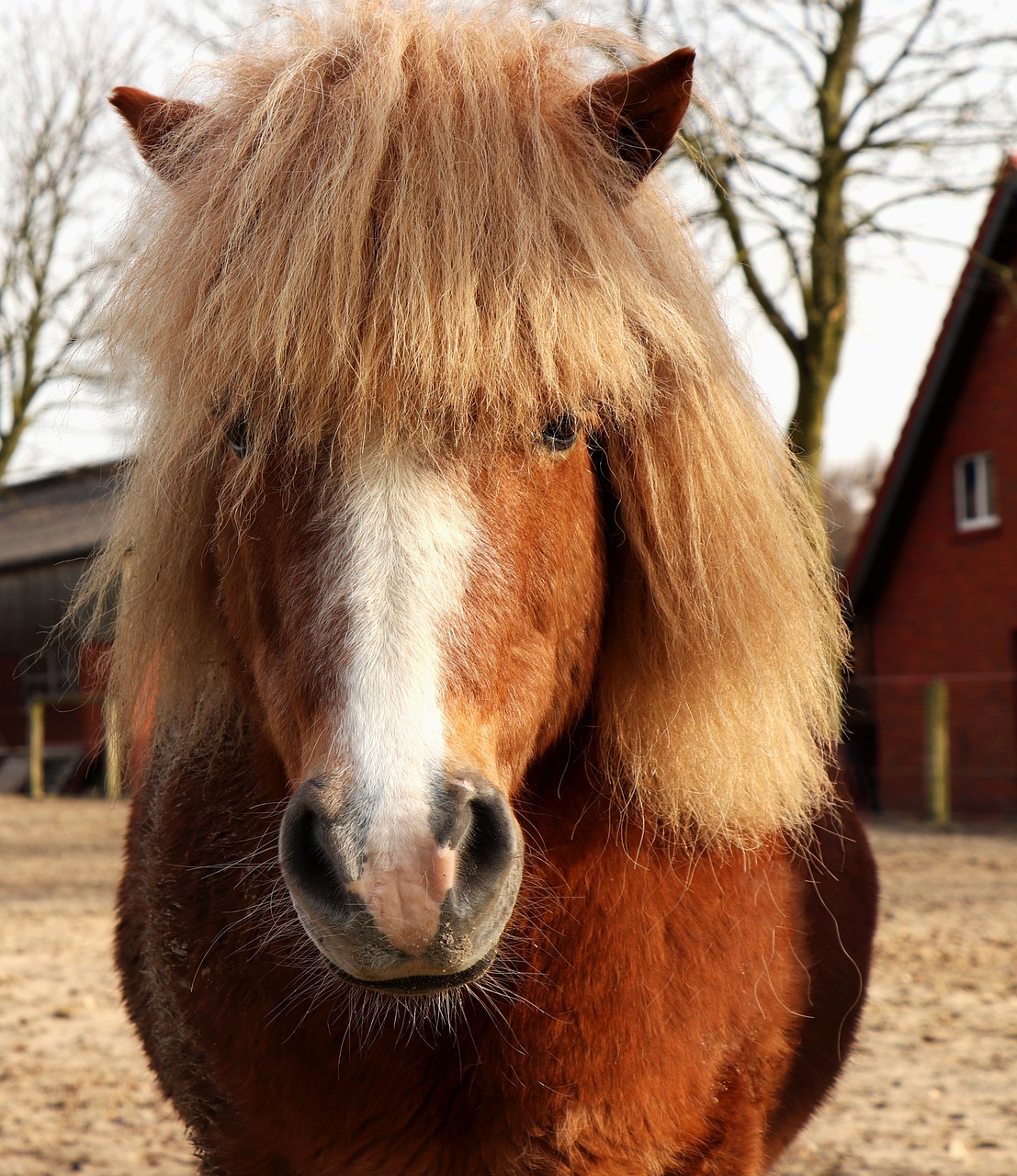 Ponis, Gyvūnas, Gyvūnų Pasaulis, Nemokamos Nuotraukos,  Nemokama Licenzija