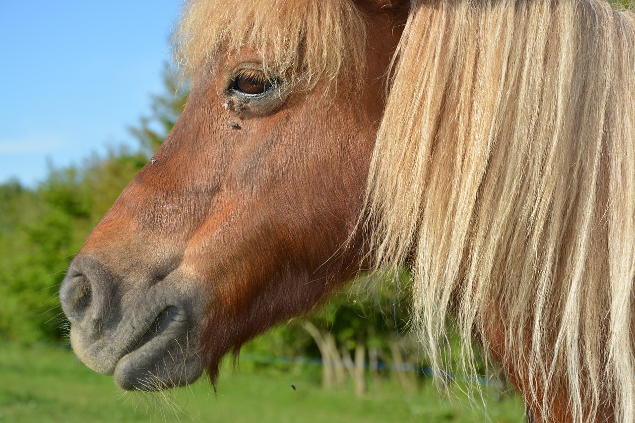 Pony,  Shetland Ponių,  Portretas Profilis Ponis,  Karčiai Išplauti,  Mažas Arklys,  Jodinėjimas Arkliu,  Karčiai,  Pobūdį,  Gyvūnas,  Gražus