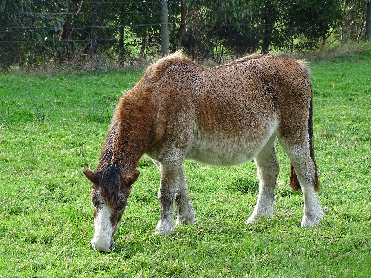 Pony,  Arklys,  Gyvūnas,  Ūkis,  Jojimo,  Važiuoti,  Augintinė,  Arklio,  Kumeliukas,  Karčiai