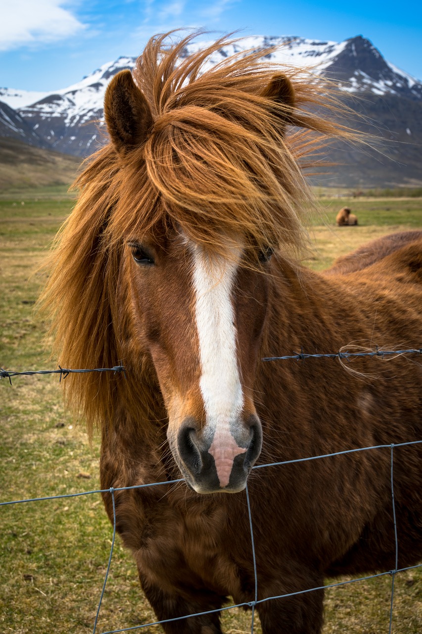 Pony,  Arklys,  Islandija,  Karčiai,  Rudi,  High Country Ponis,  Gyvūnas,  Arklys Galva, Nemokamos Nuotraukos,  Nemokama Licenzija