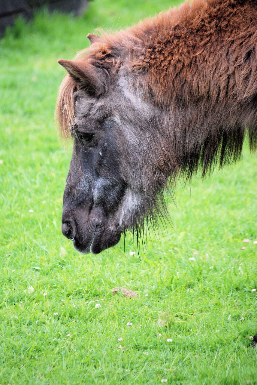 Ponis, Arklys, Ganymas, Arkliai, Žolė, Marškiniai, Nemokamos Nuotraukos,  Nemokama Licenzija