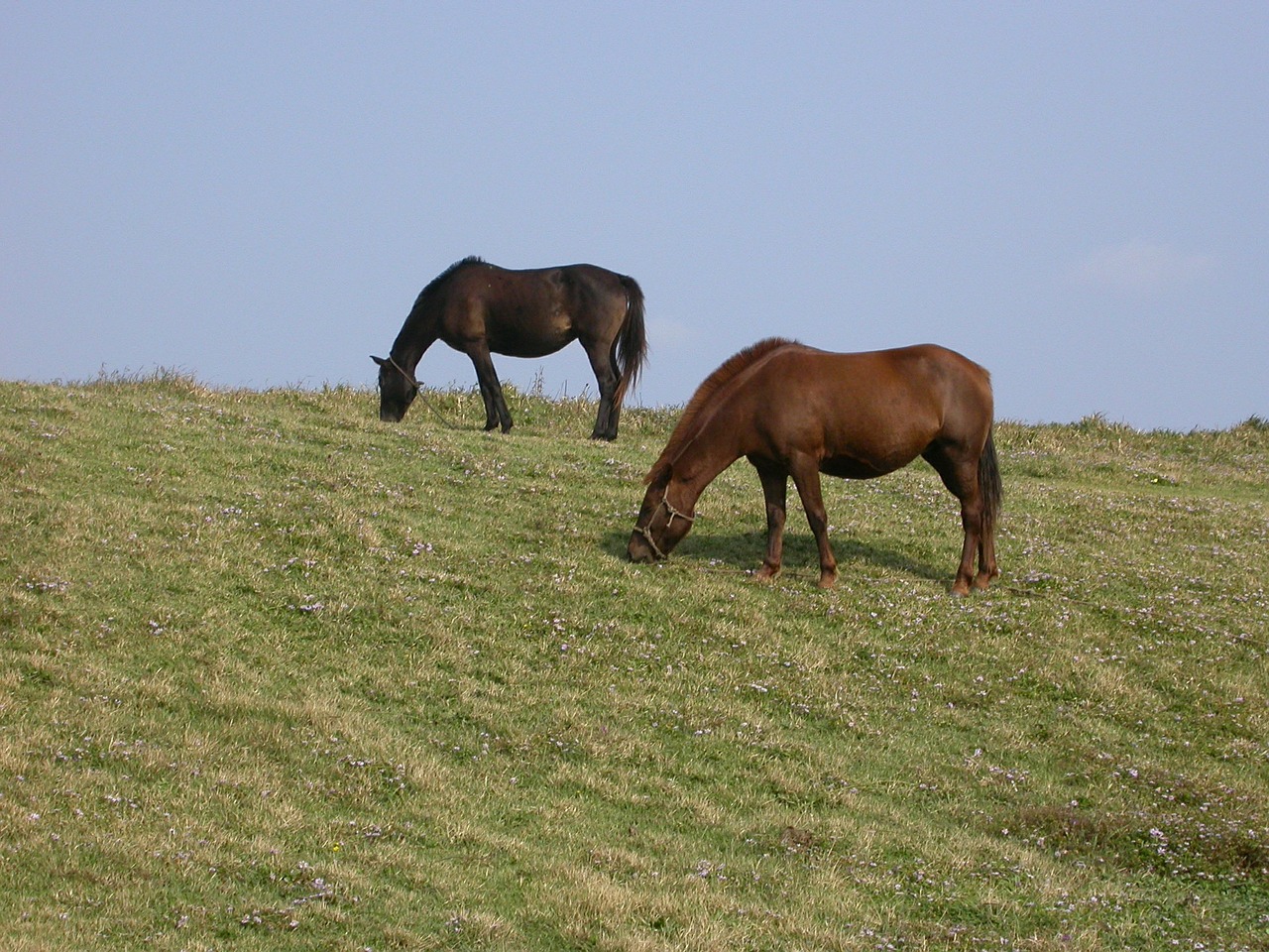 Ponis, Pieva, Jeju Sala, Nemokamos Nuotraukos,  Nemokama Licenzija