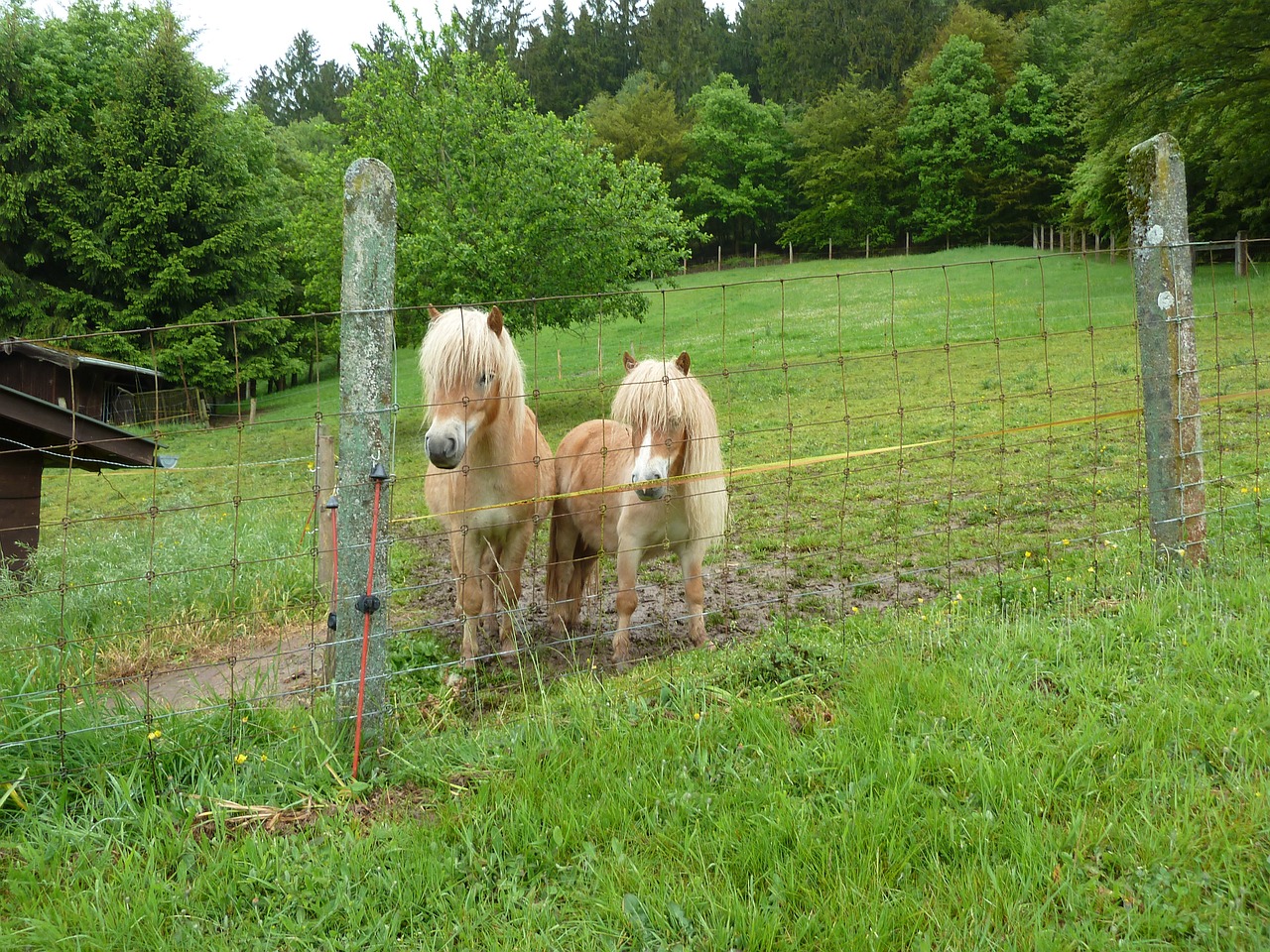 Ponis, Shettie, Minishettie, Arklys, Gyvūnai, Nemokamos Nuotraukos,  Nemokama Licenzija