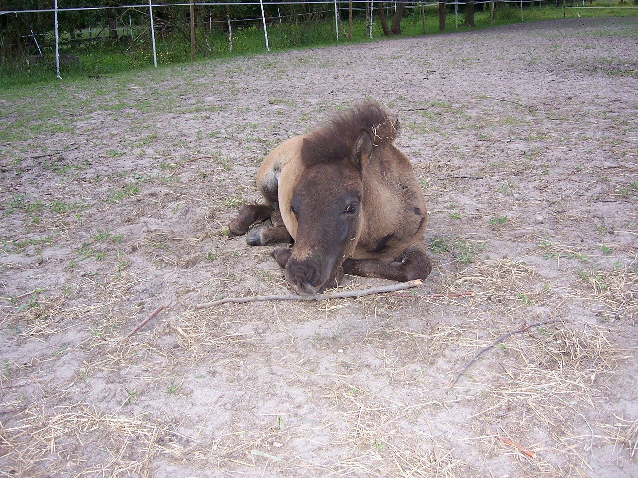 Ponis, Kumeliukas, Žinduolis, Gamta, Arklys, Laukas, Nemokamos Nuotraukos,  Nemokama Licenzija