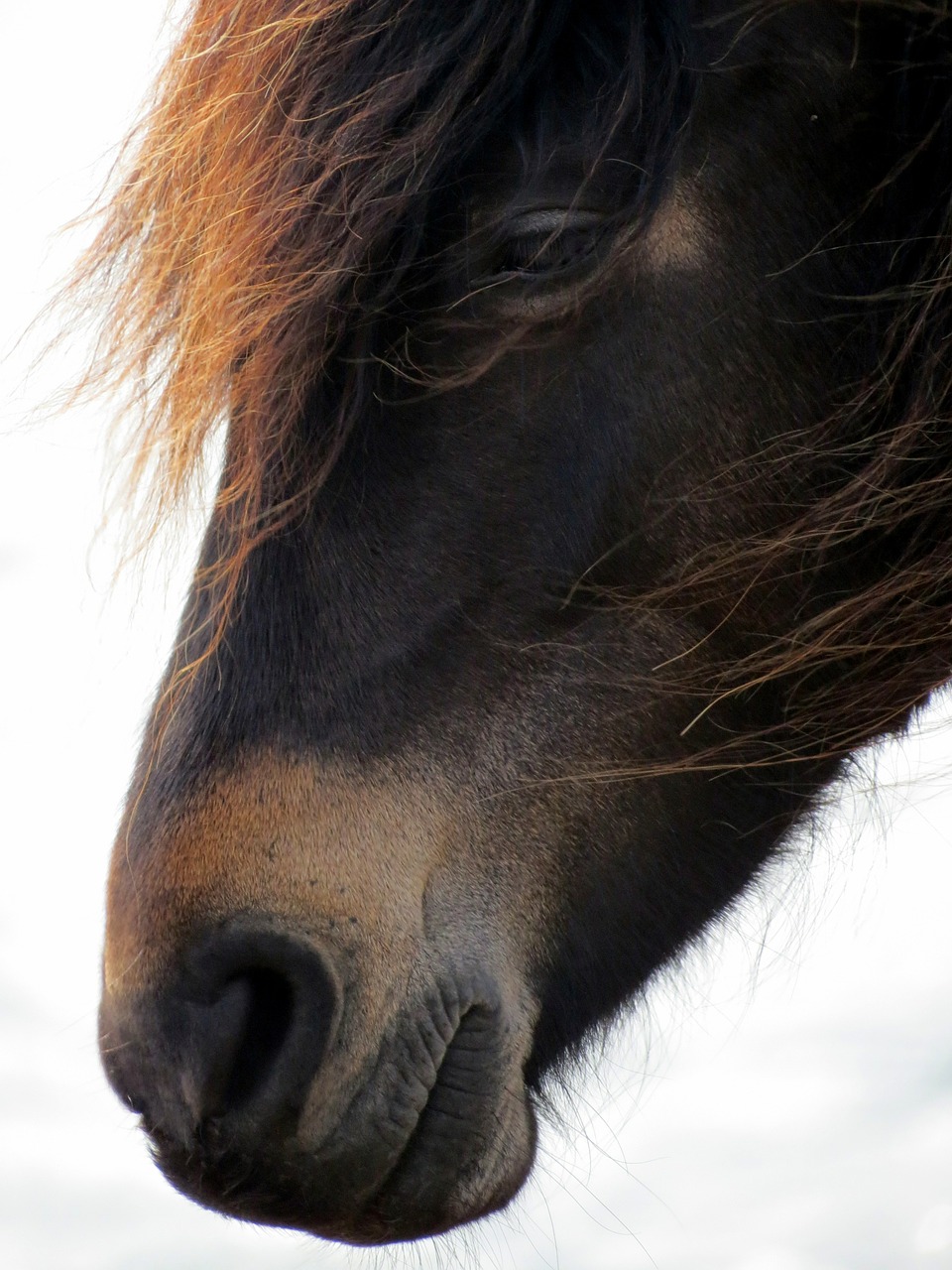 Ponis, Arklys, Ruda, Gyvūnas, Subrendęs, Kaimas, Jūra, Nemokamos Nuotraukos,  Nemokama Licenzija