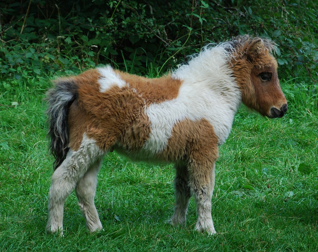 Ponis, Gyvūnas, Mielas, Dartmoor, Devon, Nemokamos Nuotraukos,  Nemokama Licenzija