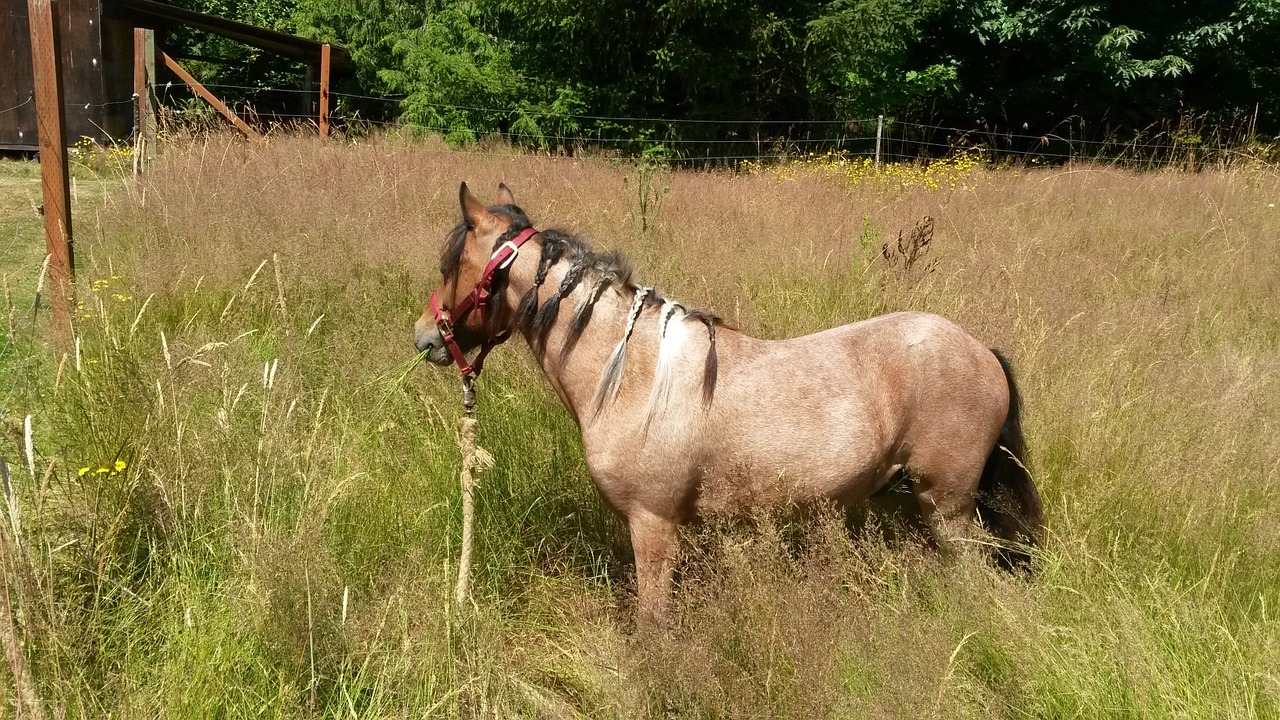 Ponis, Laukas, Žolė, Nemokamos Nuotraukos,  Nemokama Licenzija