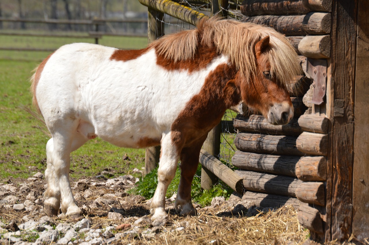 Ponis, Arklys, Gyvūnas, Kailis, Saldus, Nemokamos Nuotraukos,  Nemokama Licenzija