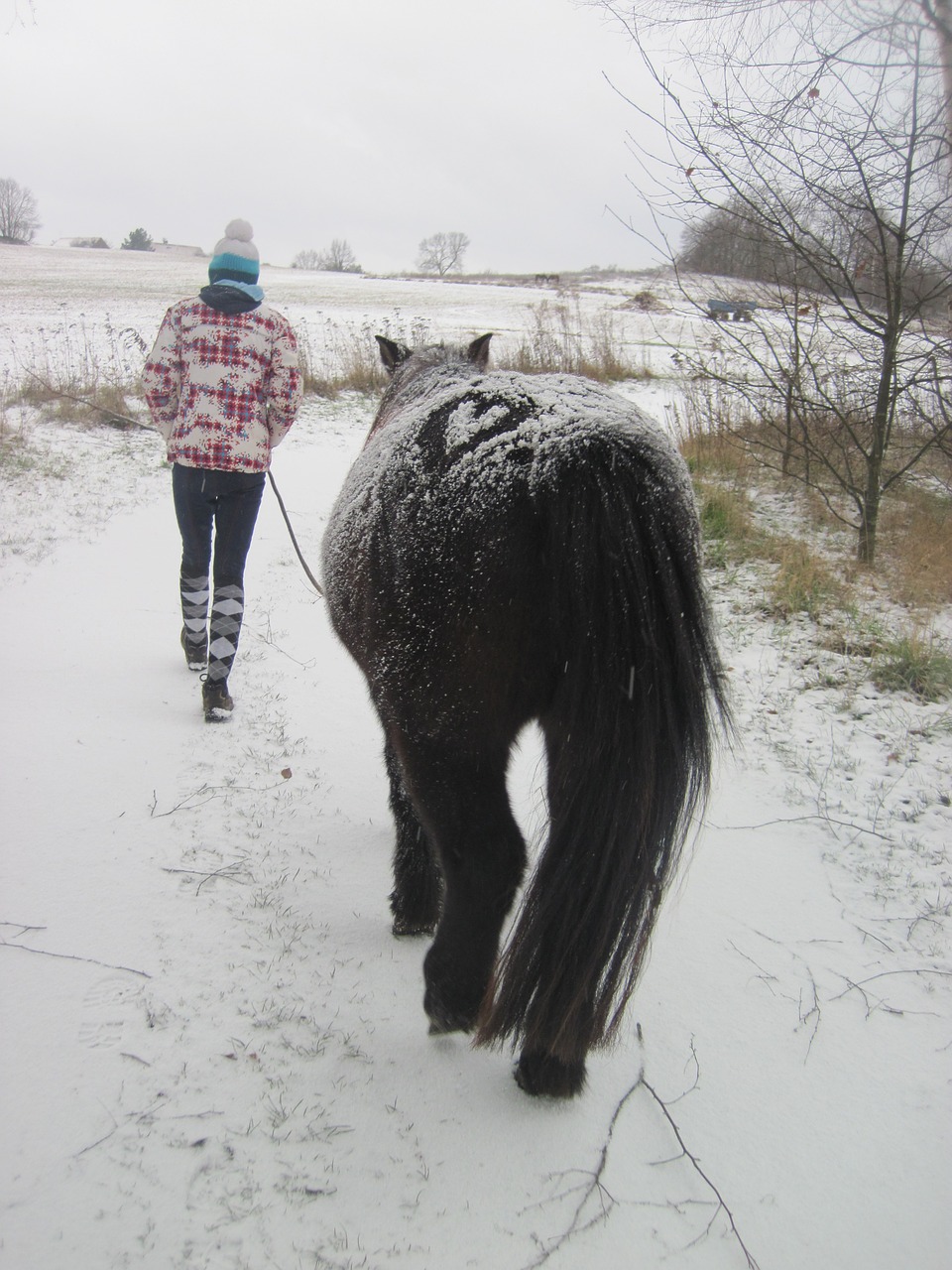 Ponis, Sniegas, Vaikas, Žiema, Prisnigo Į, Širdis, Rap, Juoda, Balta, Shetland Ponis