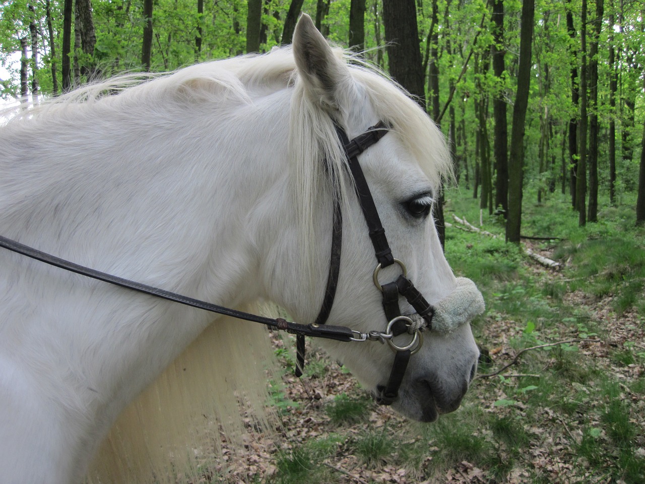 Ponis, Pelėsiai, Balta, Žiurkė, Važiuoti, Arklio Galva, Mare, Miškas, Grakštus, Nemokamos Nuotraukos