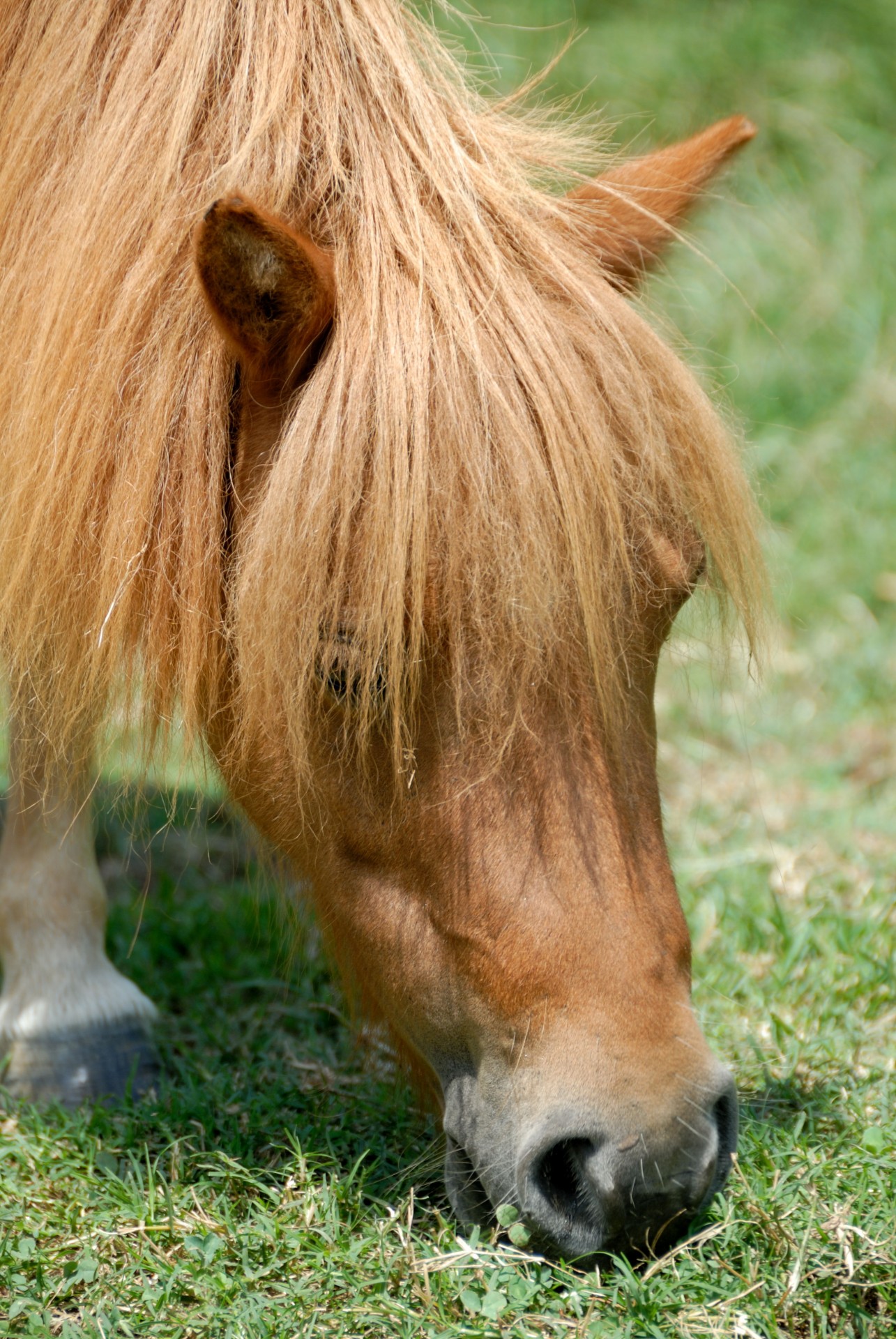 Ponis,  Arklys,  Mažas,  Gyvūnas,  Maitinimas,  Naminis Gyvūnėlis,  Žinduolis,  Gamta,  Lauke,  Kraštovaizdis