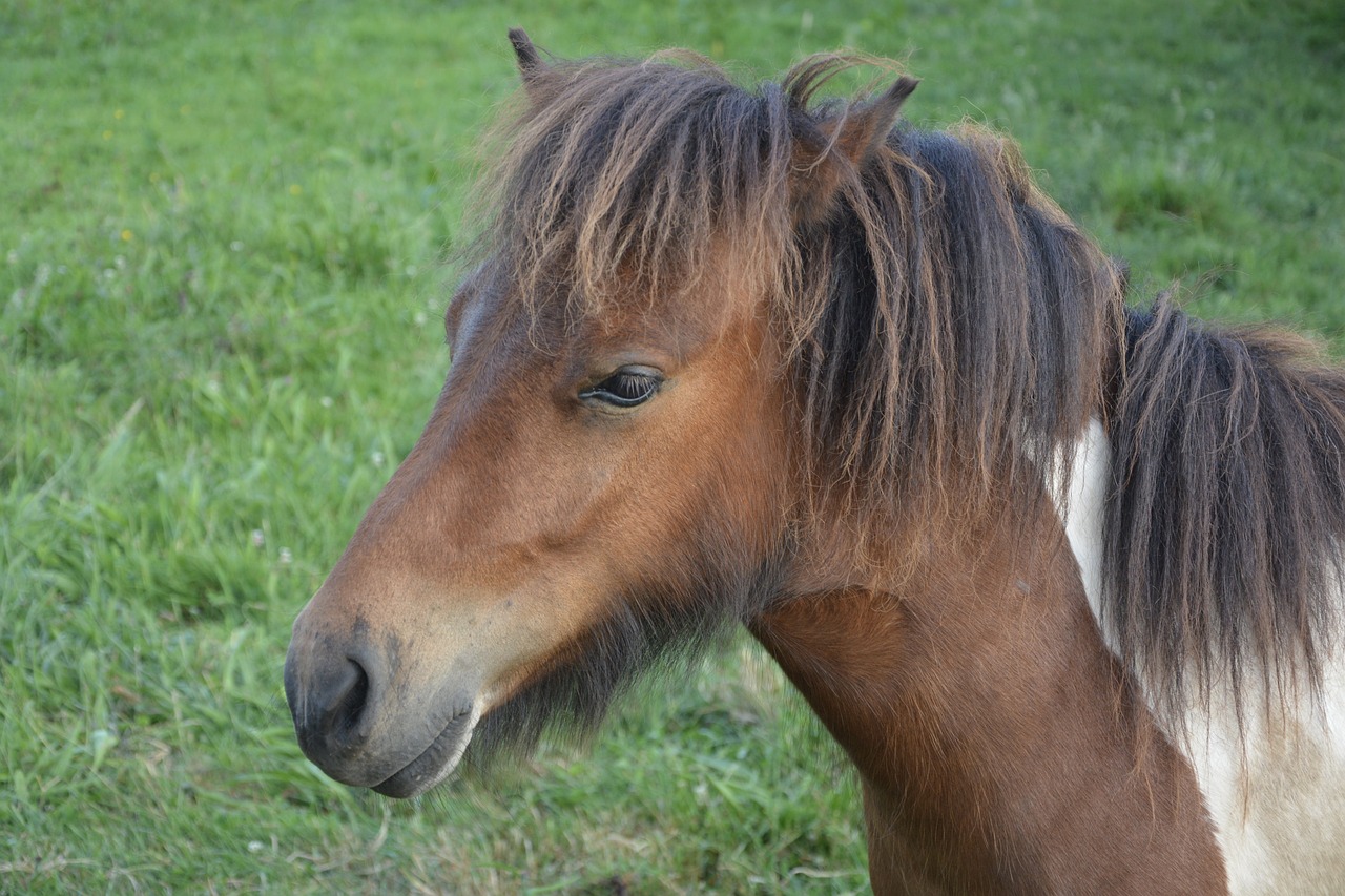 Pony Shetland, Mažas Arklys, Ponis, Gyvūnai, Kumeliukas, Nemokamos Nuotraukos,  Nemokama Licenzija