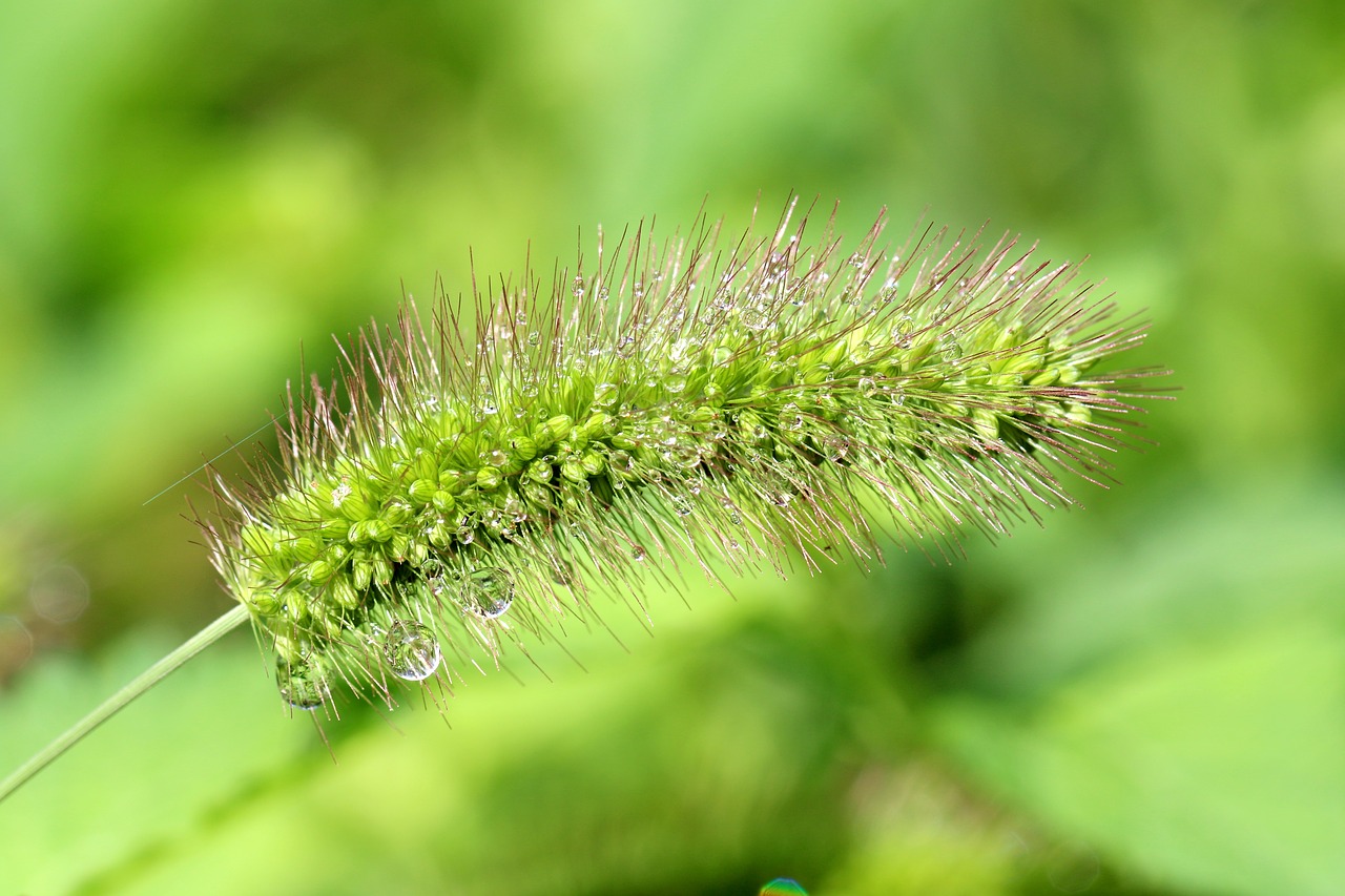 Baseinas, Foxtail, Gamta, Abstraktus, Augalai, Miškas, Arboretum, Žalias, Pieva, Sūkurys