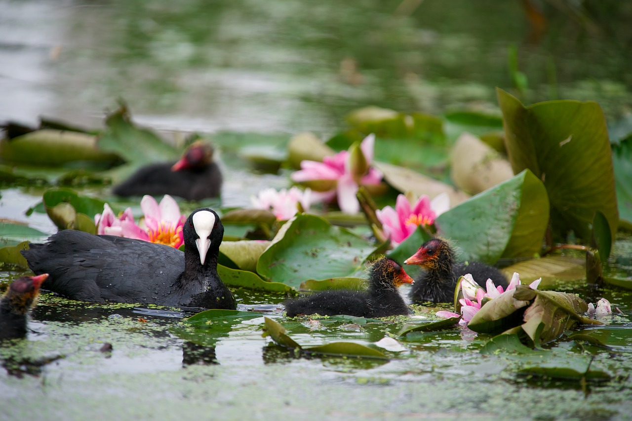 Baseinas,  Vanduo,  Gamta,  Paukštis,  Ežeras,  Moorhen,  Gyvūnas,  Plunksna,  Fauna,  Pavasaris