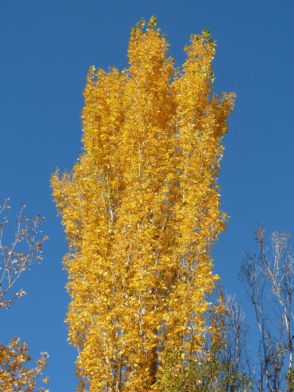 Tuopa, Geltonieji Lapai, Krentantys Lapai, Ruduo, Populus Alba, Nemokamos Nuotraukos,  Nemokama Licenzija