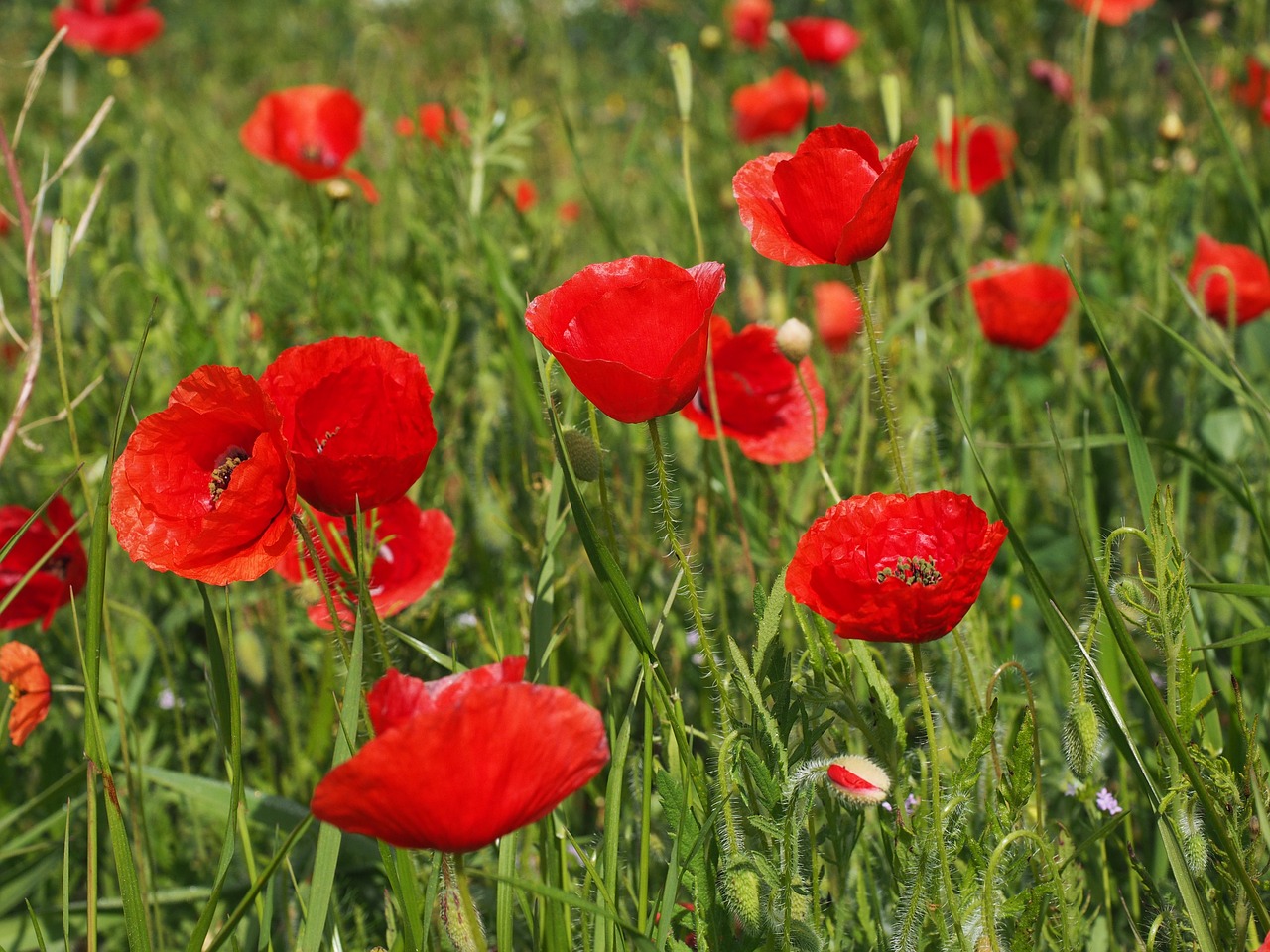 Aguonos, Laukas Aguonos, Klatschmohnfeld, Klatschmohn, Aguonos Gėlė, Aguona, Raudona Aguona, Raudona, Gėlė, Žiedas