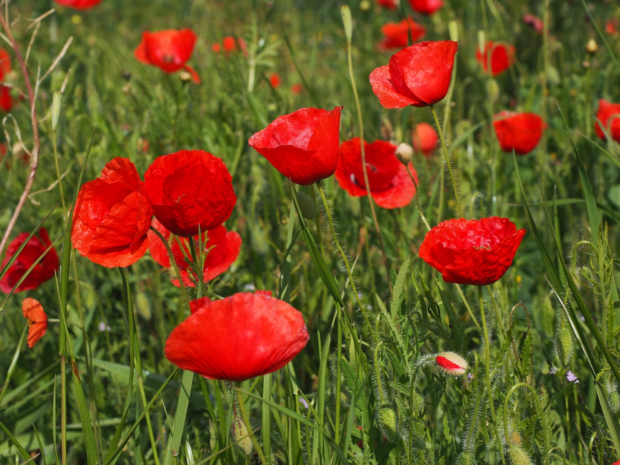 Aguonos, Laukas Aguonos, Klatschmohnfeld, Klatschmohn, Aguonos Gėlė, Aguona, Raudona Aguona, Raudona, Gėlė, Žiedas