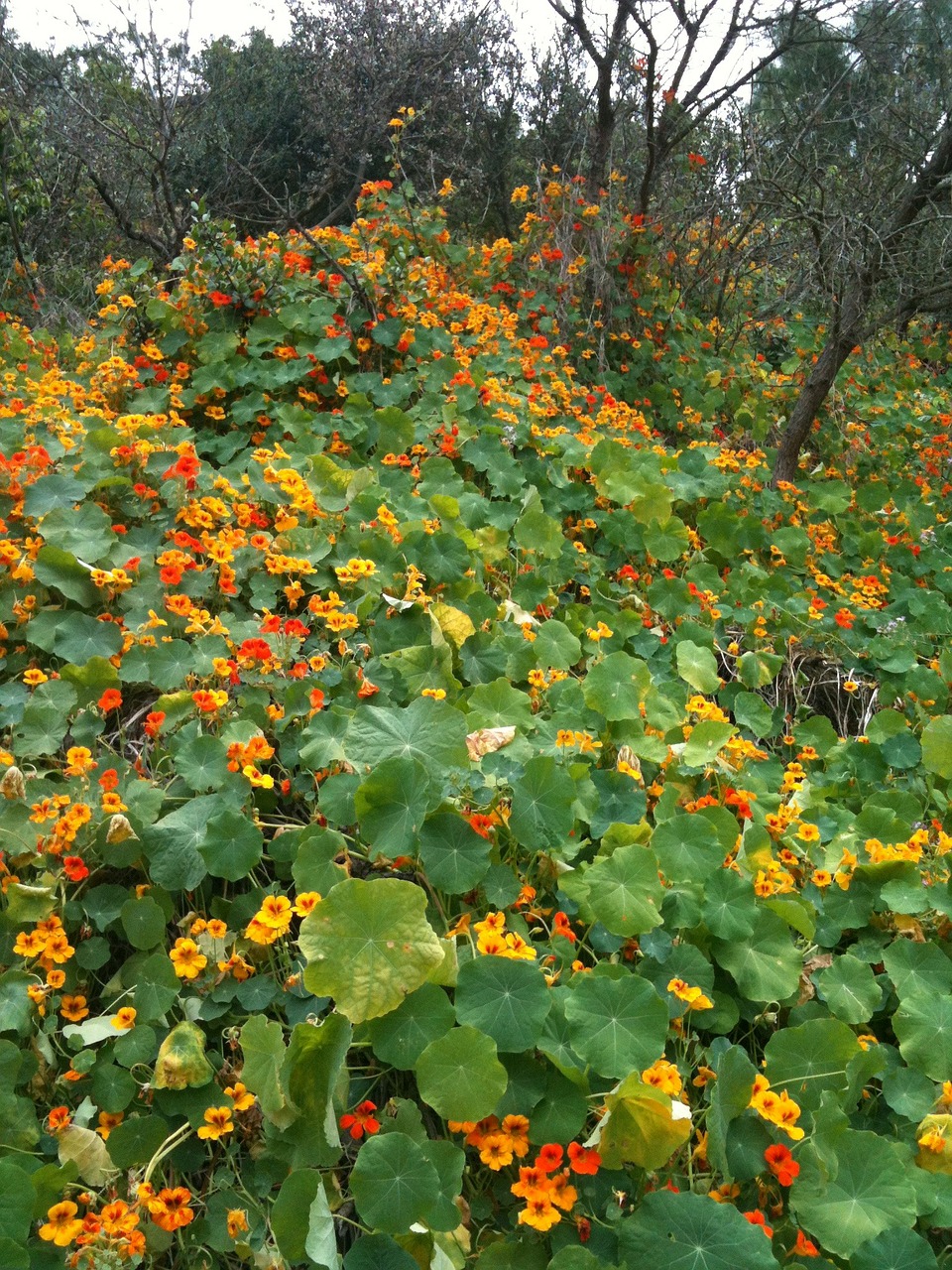 Aguonos, Gėlė, Žiedas, Žydėti, Gėlių, Šviesus, Flora, Šviežias, Žiedlapis, Sezonas