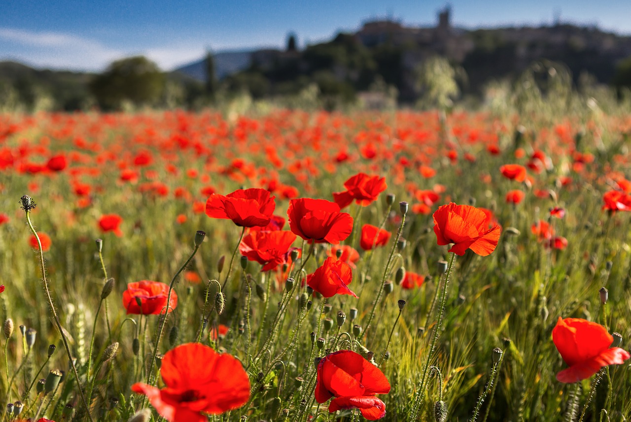 Aguonos, Vervier, Rhône, Nemokamos Nuotraukos,  Nemokama Licenzija