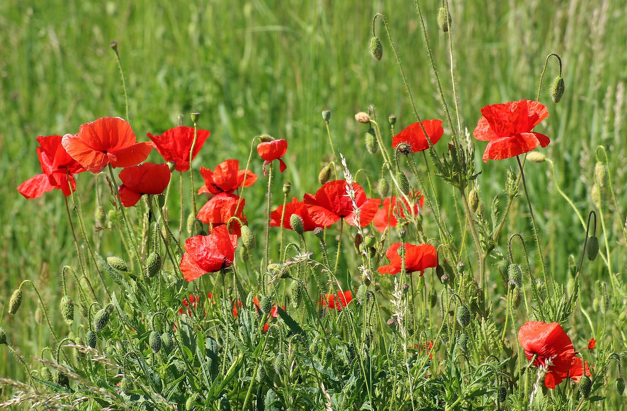 Aguonos,  Polne,  Meadow,  Aguonos Srityje,  Žydi Aguonos,  Raudona,  Žydėjimo,  Augmenija, Nemokamos Nuotraukos,  Nemokama Licenzija