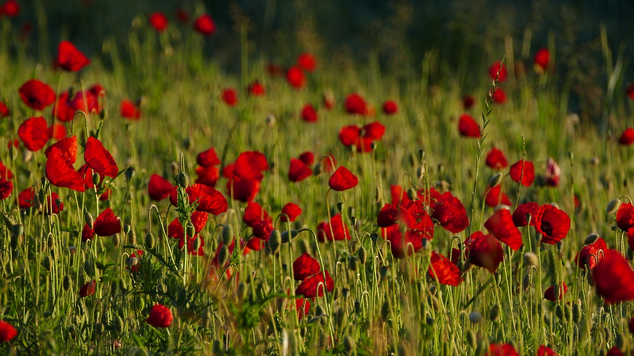 Aguonos,  Pobūdį,  Meadow,  Ryto Saulė, Nemokamos Nuotraukos,  Nemokama Licenzija