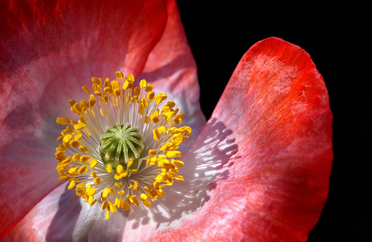 Aguona, Aguonos Gėlė, Makro, Uždaryti, Žiedadulkės, Antspaudas, Pistil, Raudona, Geltona, Žalias