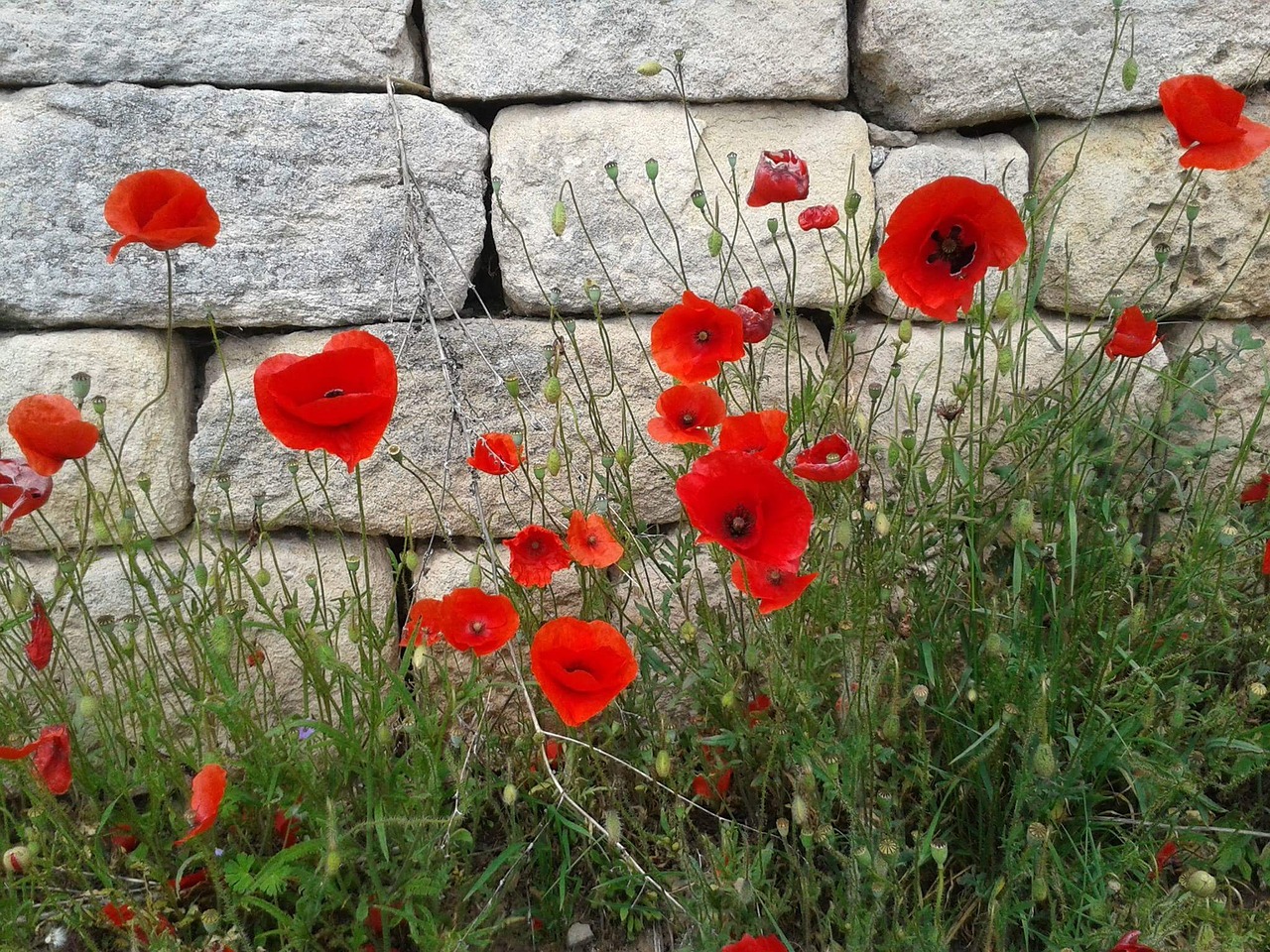 Aguona, Wallflower, Raudona, Nemokamos Nuotraukos,  Nemokama Licenzija