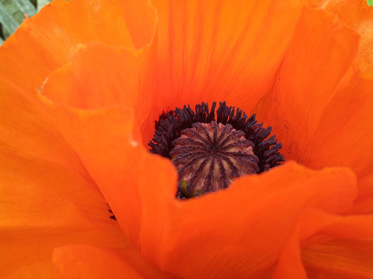 Aguona, Klatschmohn, Aguonos Gėlė, Gėlės, Oranžinė, Nemokamos Nuotraukos,  Nemokama Licenzija