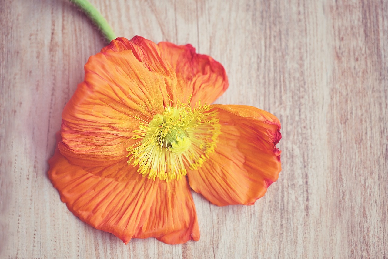 Aguona, Yra Aguonos, Oranžinė, Žiedas, Žydėti, Žiedlapiai, Oranžinė Gėlė, Pavasario Gėlė, Schnittblume, Uždaryti