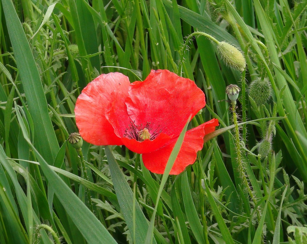 Aguona, Gėlės, Aguonos Gėlė, Raudona, Pavasaris, Laukinės Gėlės, Rosella, Gėlių Laukas, Gamta, Laukas