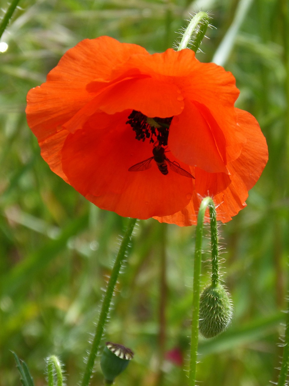 Aguona, Xanthogramma, Diptera, Gėlė, Syrphidae, Hoverfly, Nemokamos Nuotraukos,  Nemokama Licenzija