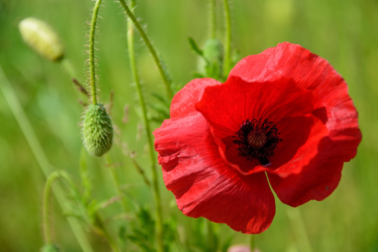 Aguona, Klatschmohn, Raudona Aguona, Pieva, Agurkas, Aštraus Gėlė, Žydėti, Pavasaris, Laukas, Raudona