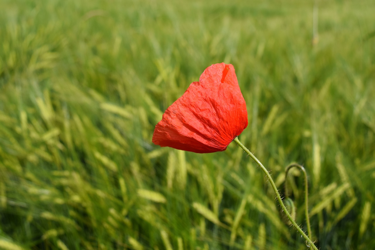 Aguona, Raudona Aguona, Klatschmohn, Aguonos Gėlė, Grūdai, Žalias, Kukurūzų Laukas, Kvieciai, Nemokamos Nuotraukos,  Nemokama Licenzija