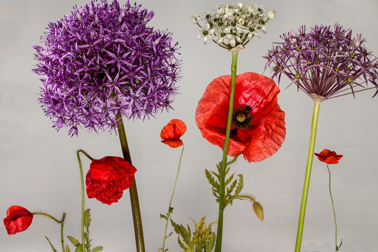 Aguona, Aguonos Gėlė, Klatschmohn, Česnako Gėlė, Nemokamos Nuotraukos,  Nemokama Licenzija