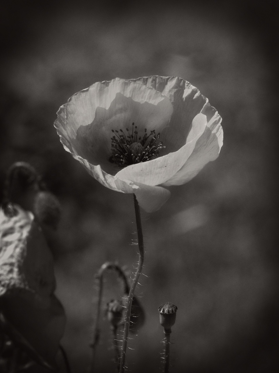 Aguona, Juoda, Balta, Žiedas, Žydėti, Klatschmohn, Gėlės, Laukinė Gėlė, Žiedai, Nemokamos Nuotraukos