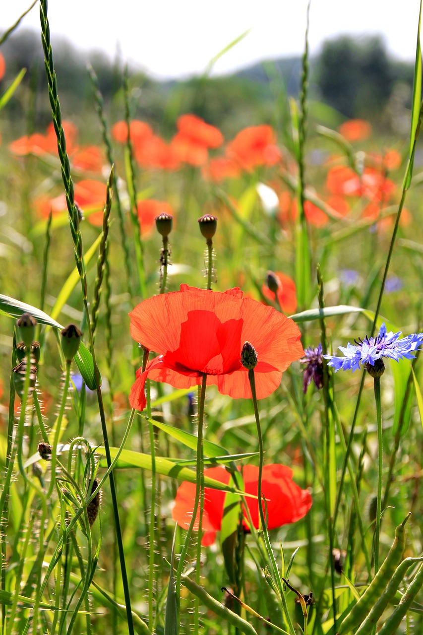 Aguona, Gėlė, Gamta, Laukas Aguonos, Laukas, Raudona, Šalis, Wildflower, Vasara, Nemokamos Nuotraukos